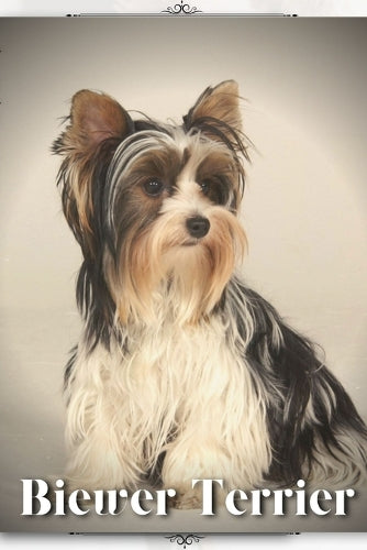 Biewer Terrier