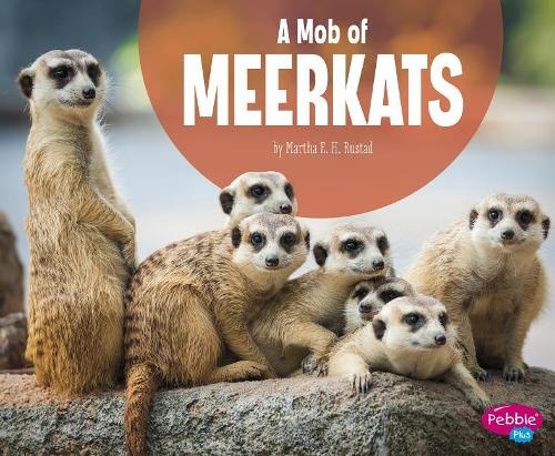 Animal Groups Mob of Meerkats