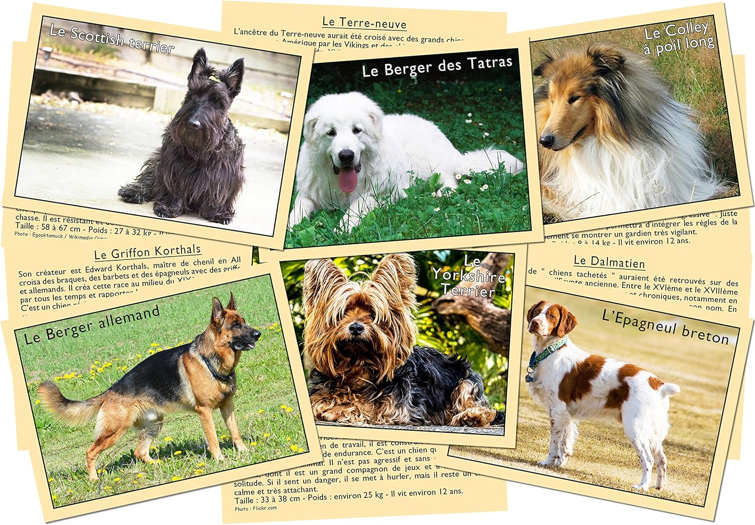 Marcvidal Marcvidal477 Learn to Recognize Dogs, Multi-Color