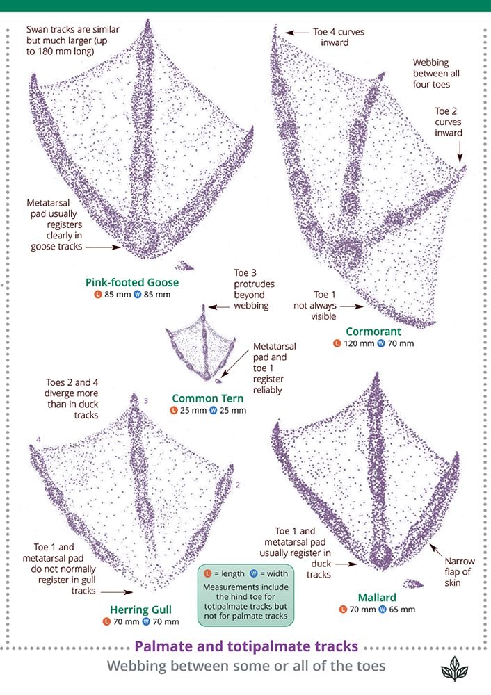 Guide to British bird tracks and signs