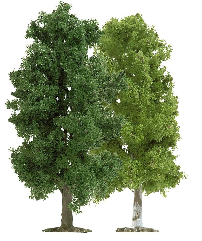 Tt 1 Beech1 Birch Tree