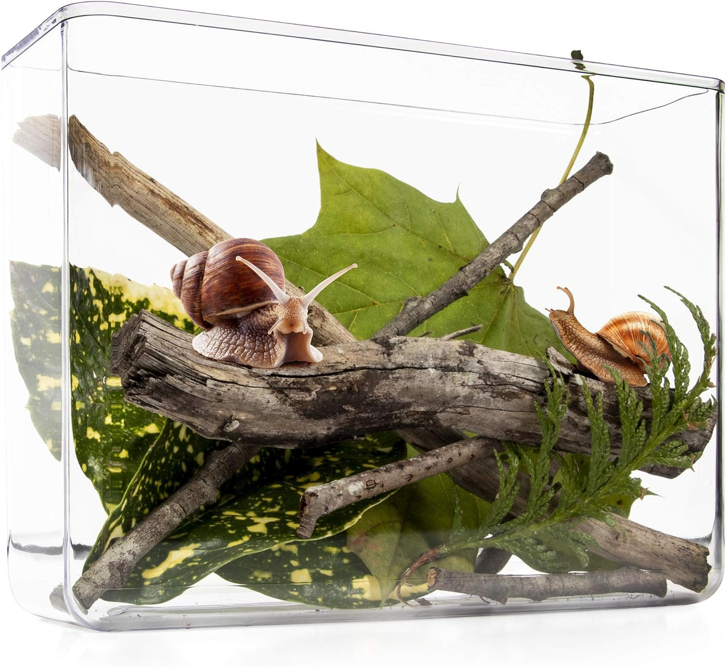 My Living World LW007 Interplay Snail World, Single, Mixed