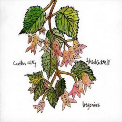 Begonias