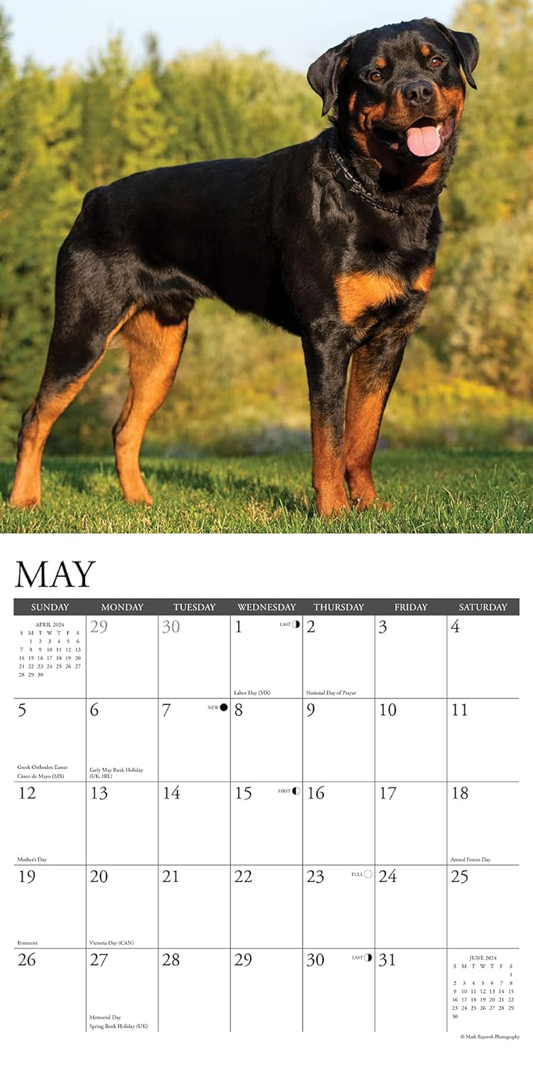 Just Rottweilers 2024 12 X 12 Wall Calendar