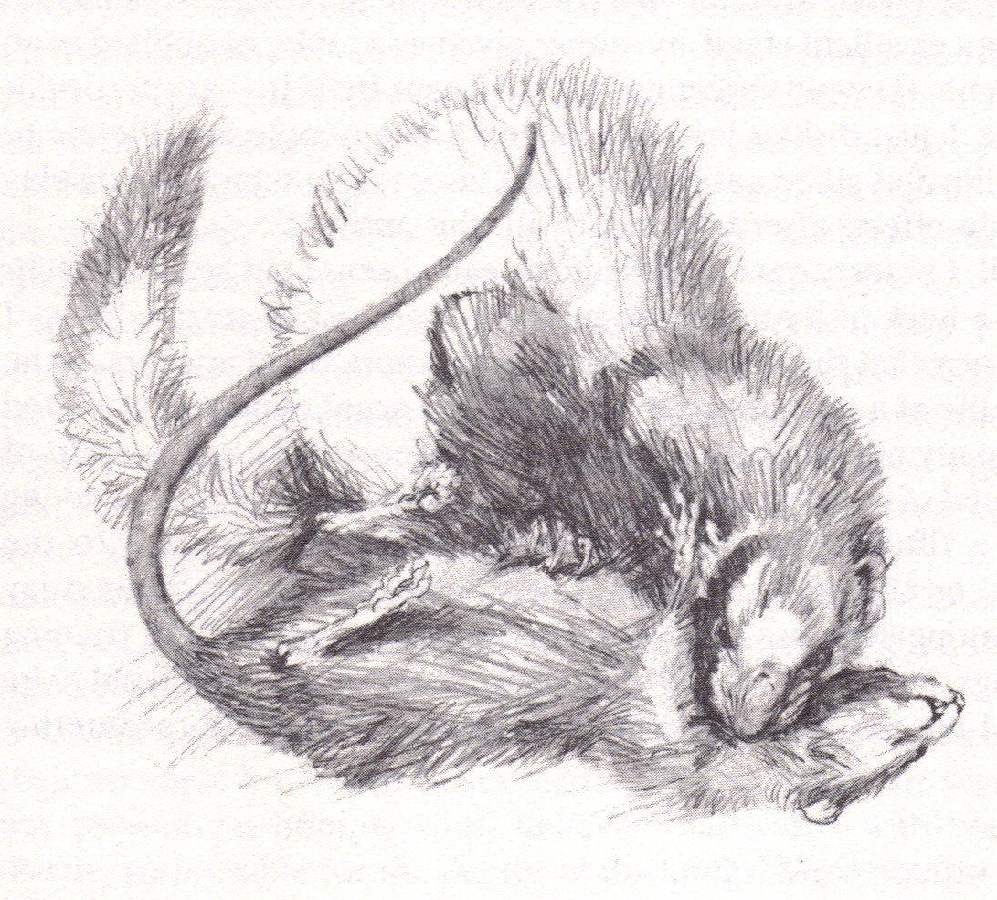 Tales of a Rat-Hunting Man