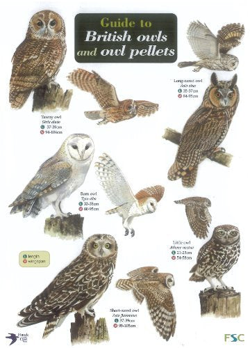 Guide to British Owls and Owl Pellets
