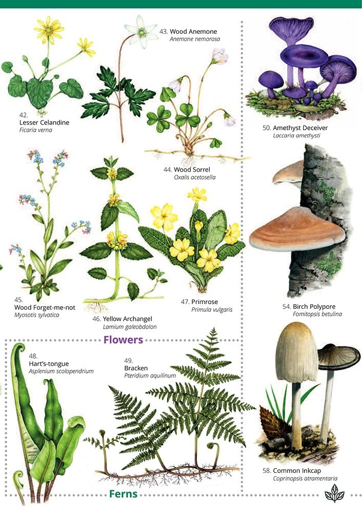 Woodlands: trees, flowers and fungi