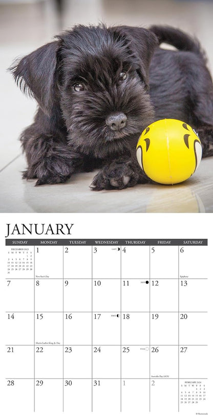 Just Schnauzer Puppies 2024 12 X 12 Wall Calendar