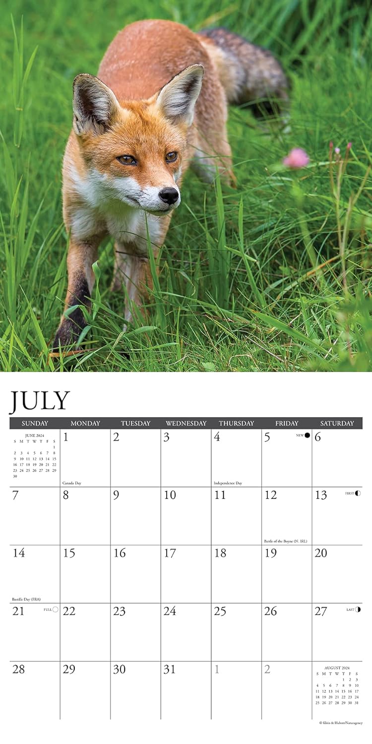 Foxes 2024 12 X 12 Wall Calendar
