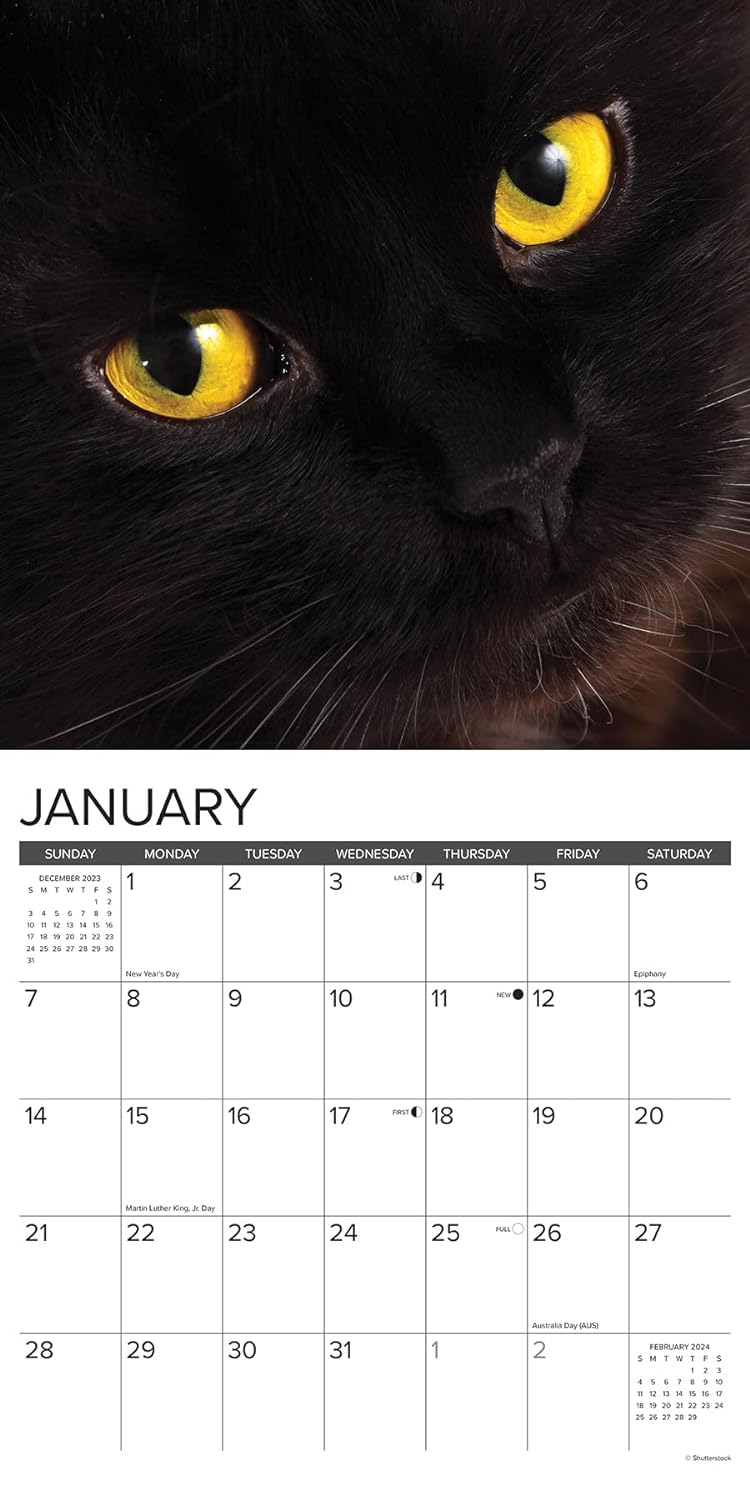 Just Black Cats 2024 12 X 12 Wall Calendar
