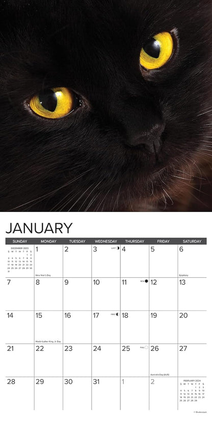 Just Black Cats 2024 12 X 12 Wall Calendar