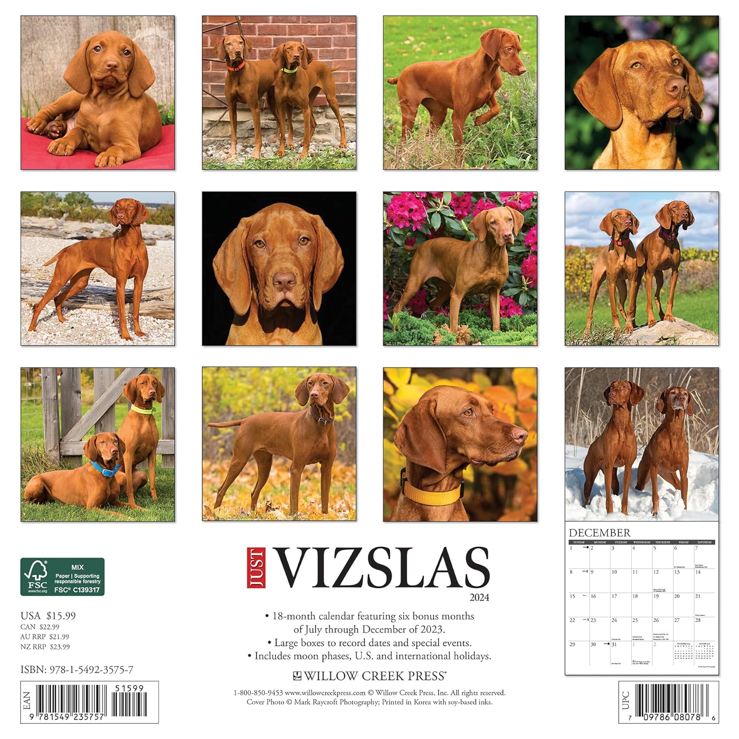 Just Vizslas 2024 12 X 12 Wall Calendar