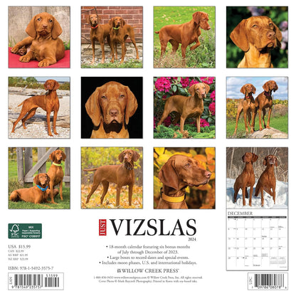 Just Vizslas 2024 12 X 12 Wall Calendar