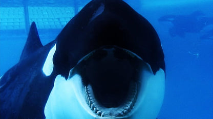 Blackfish: Der Killerwal - Never capture what you can't control