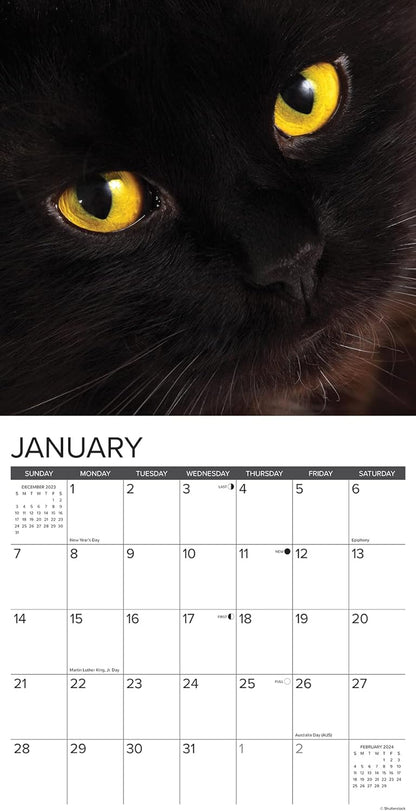 Just Black Cats 2024 12 X 12 Wall Calendar