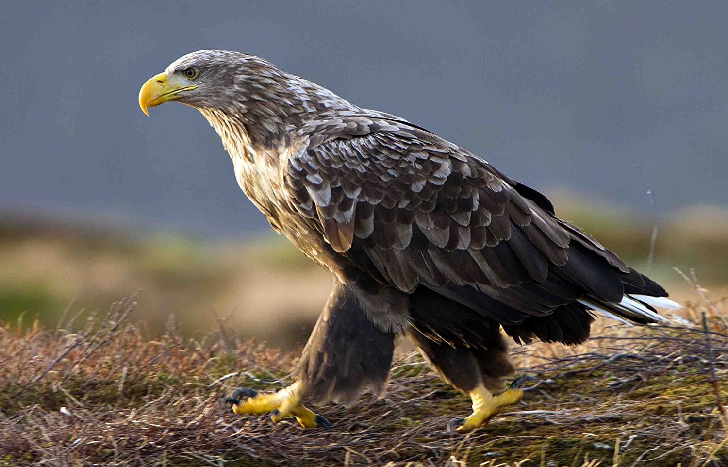 Die Welt der Adler
