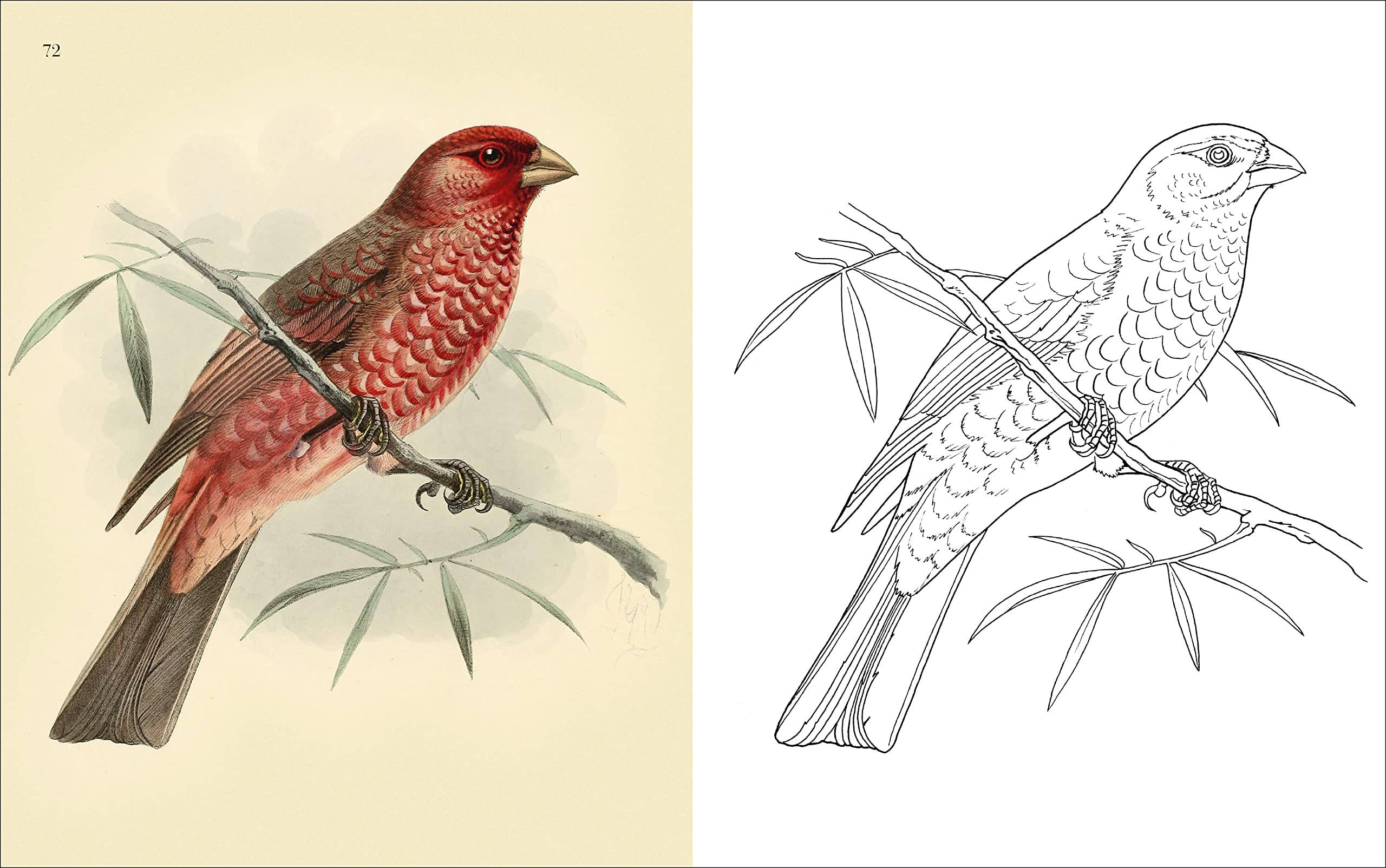 The Birds Coloring Book