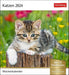 Harenberg Postkartenkalender Katzen 2024