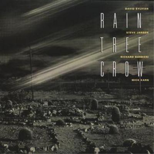 Rain Tree Crow