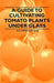 A Guide to Cultivating Tomato Plants Under Glass