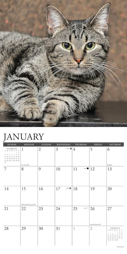 Just Tabby Cats 2024 12 X 12 Wall Calendar
