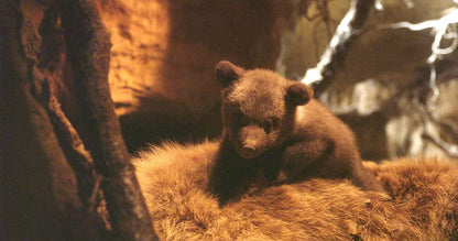 Terre des ours