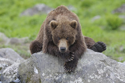 Terre des ours