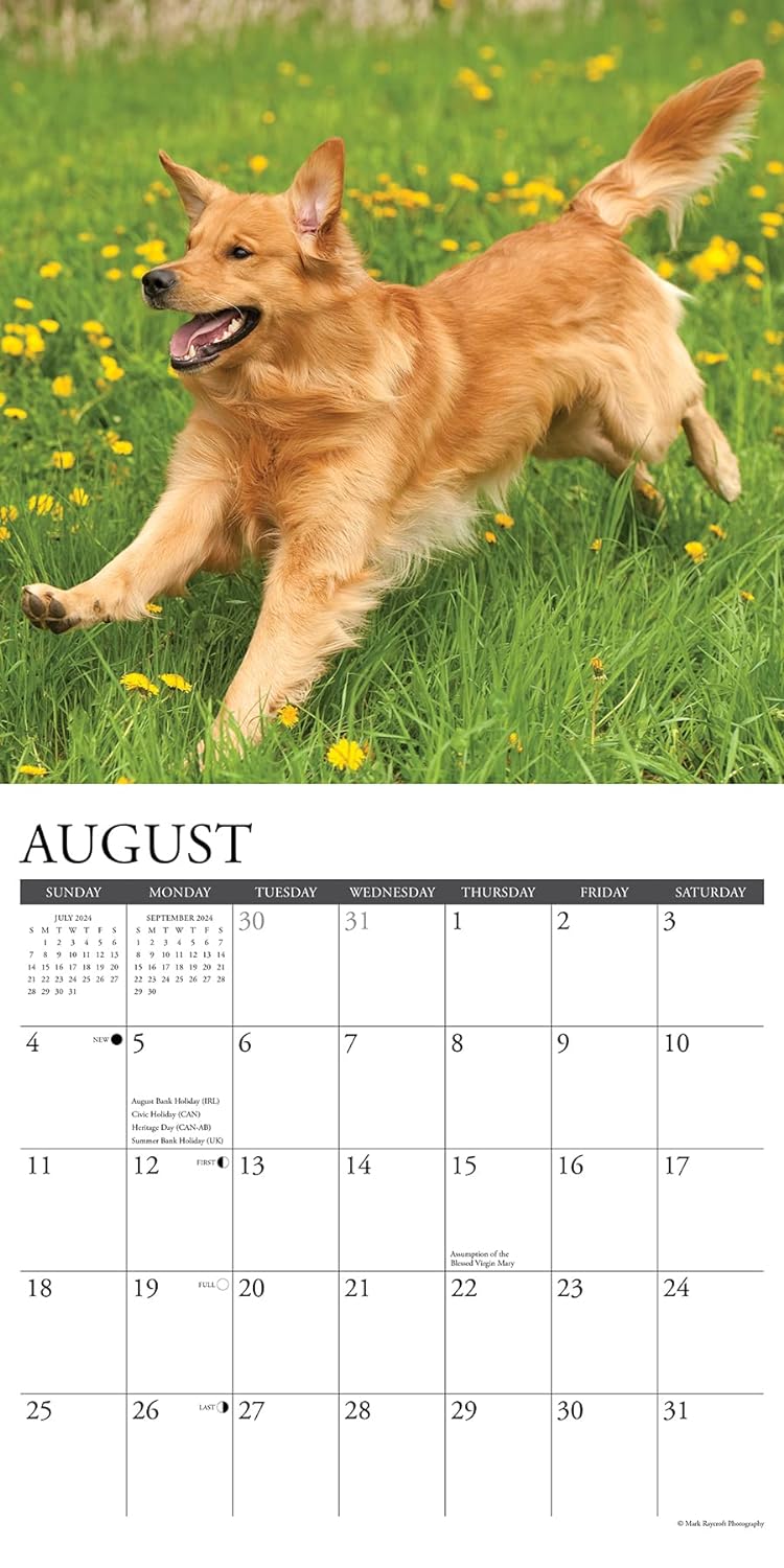 Just Goldens 2024 12 X 12 Wall Calendar