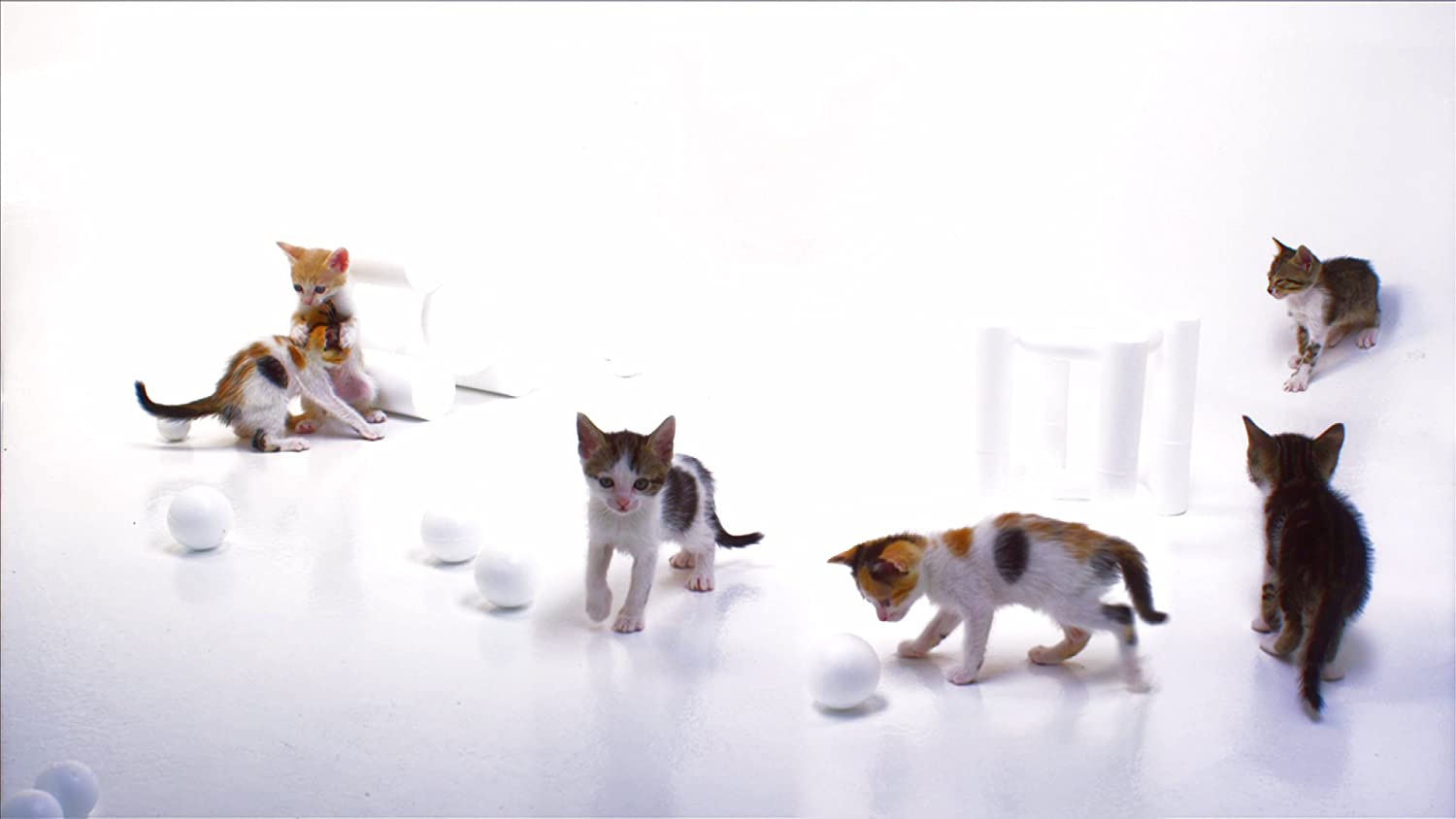 Puppies & Kittens