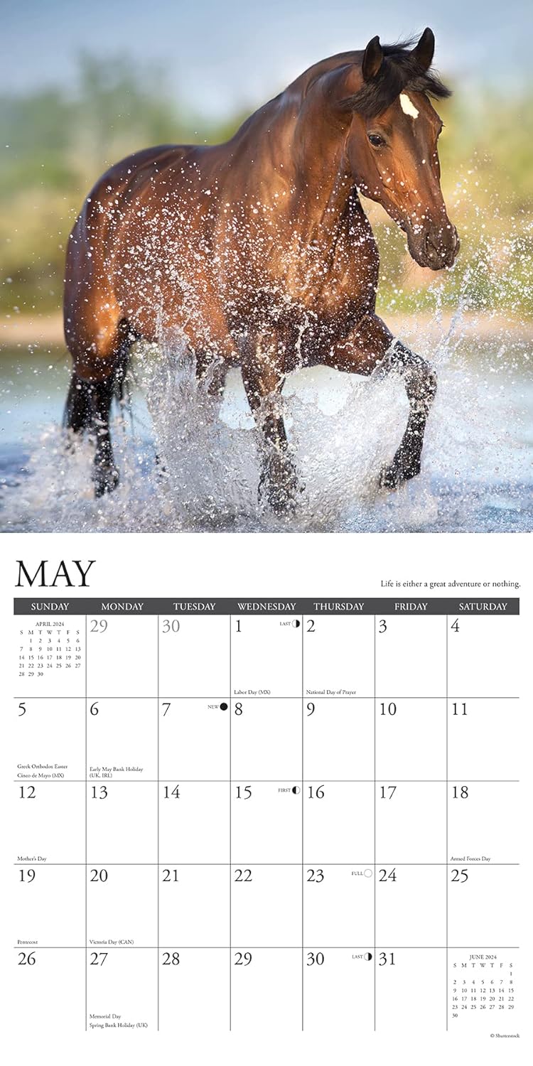 What Horses Teach Us 2024 12 X 12 Wall Calendar
