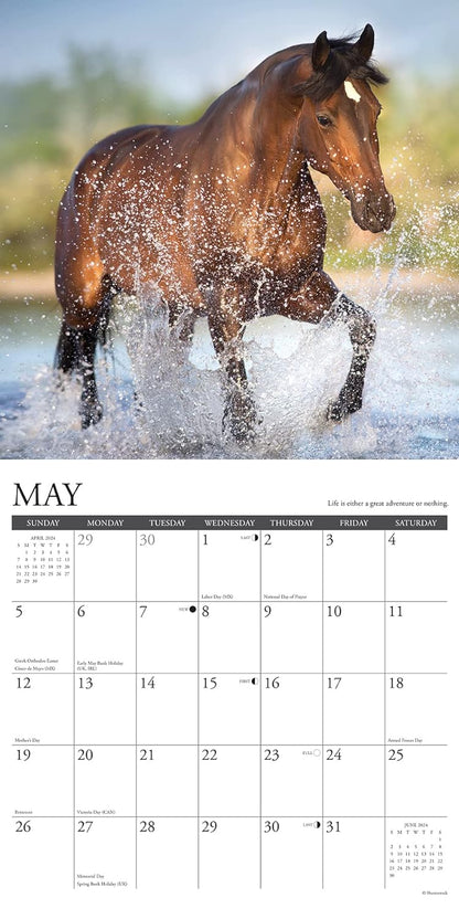 What Horses Teach Us 2024 12 X 12 Wall Calendar