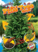 See a Pine Tree Grow