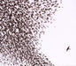 Wilco-Sky Blue Sky