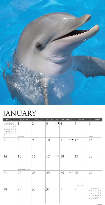 Dolphins 2024 12 X 12 Wall Calendar