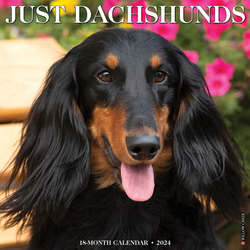Just Dachshunds 2024 12 X 12 Wall Calendar