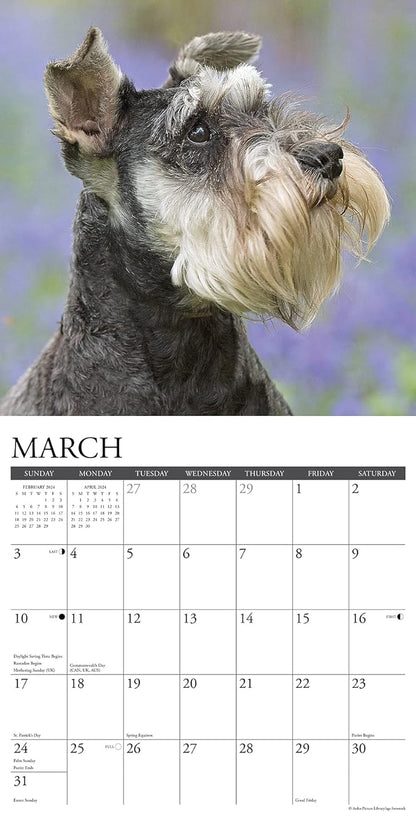 Just Schnauzers 2024 12 X 12 Wall Calendar