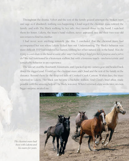 Challenge of the Stallions
