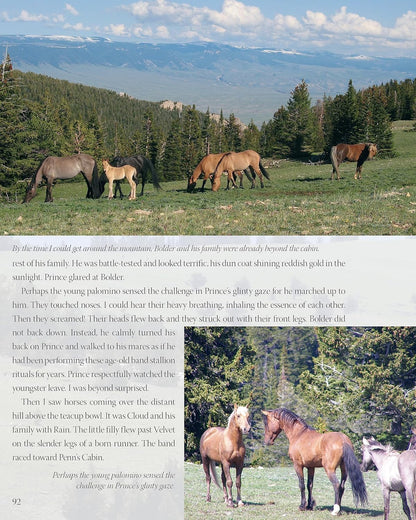 Challenge of the Stallions