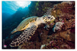 VELOFLEX 4651097 - Desk Mat Tortoise 40 x 60 cm Non-Slip Washable with Transparent Anti-Reflective Protective Film Desk Pad Painting Mat Craft Mat 1 Piece