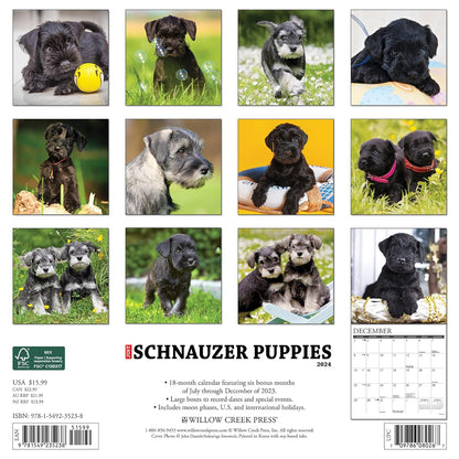 Just Schnauzer Puppies 2024 12 X 12 Wall Calendar