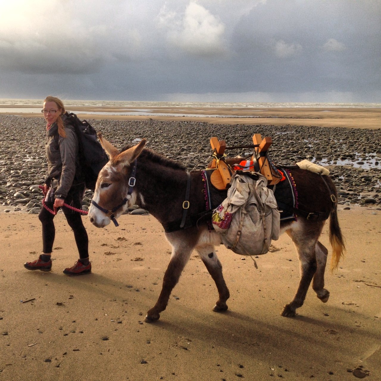 Seaside Donkey
