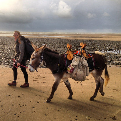 Seaside Donkey