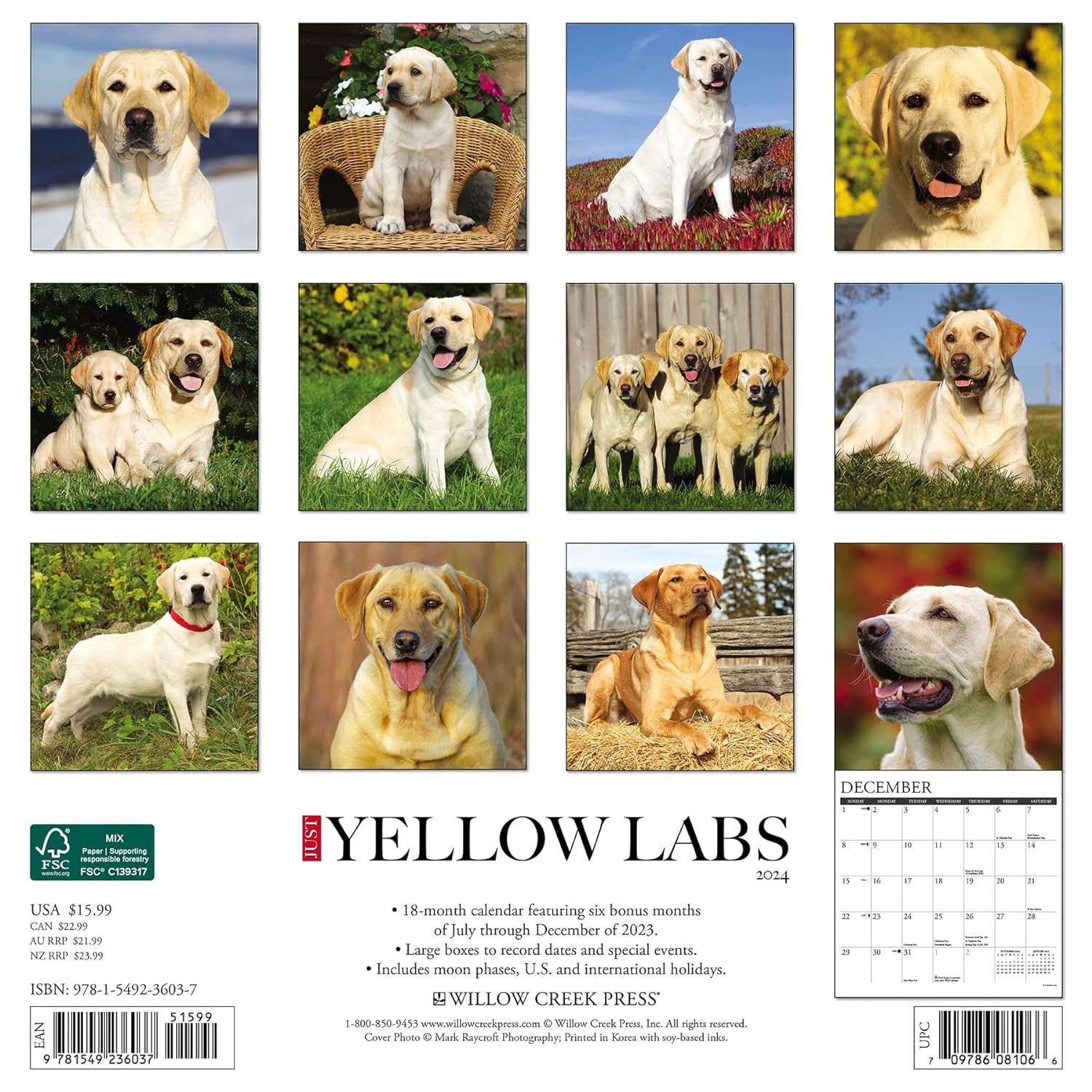 Just Yellow Labs 2024 12 X 12 Wall Calendar