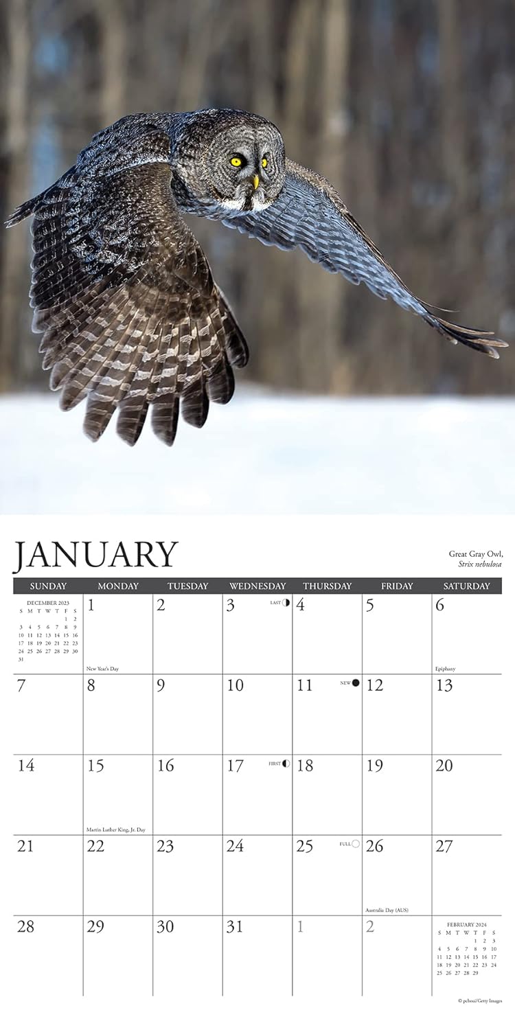 Owls 2024 12 X 12 Wall Calendar