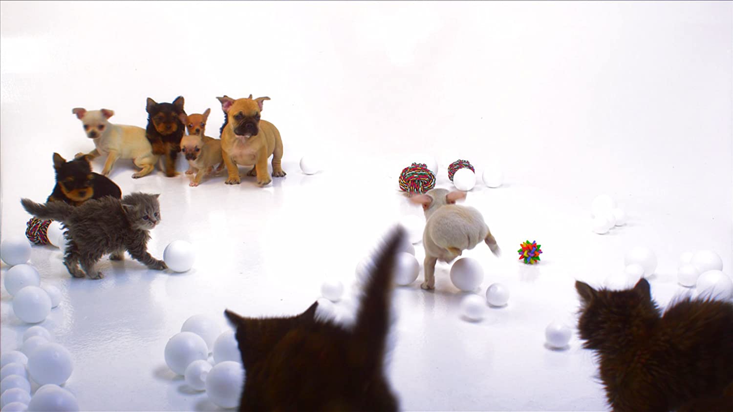 Puppies & Kittens