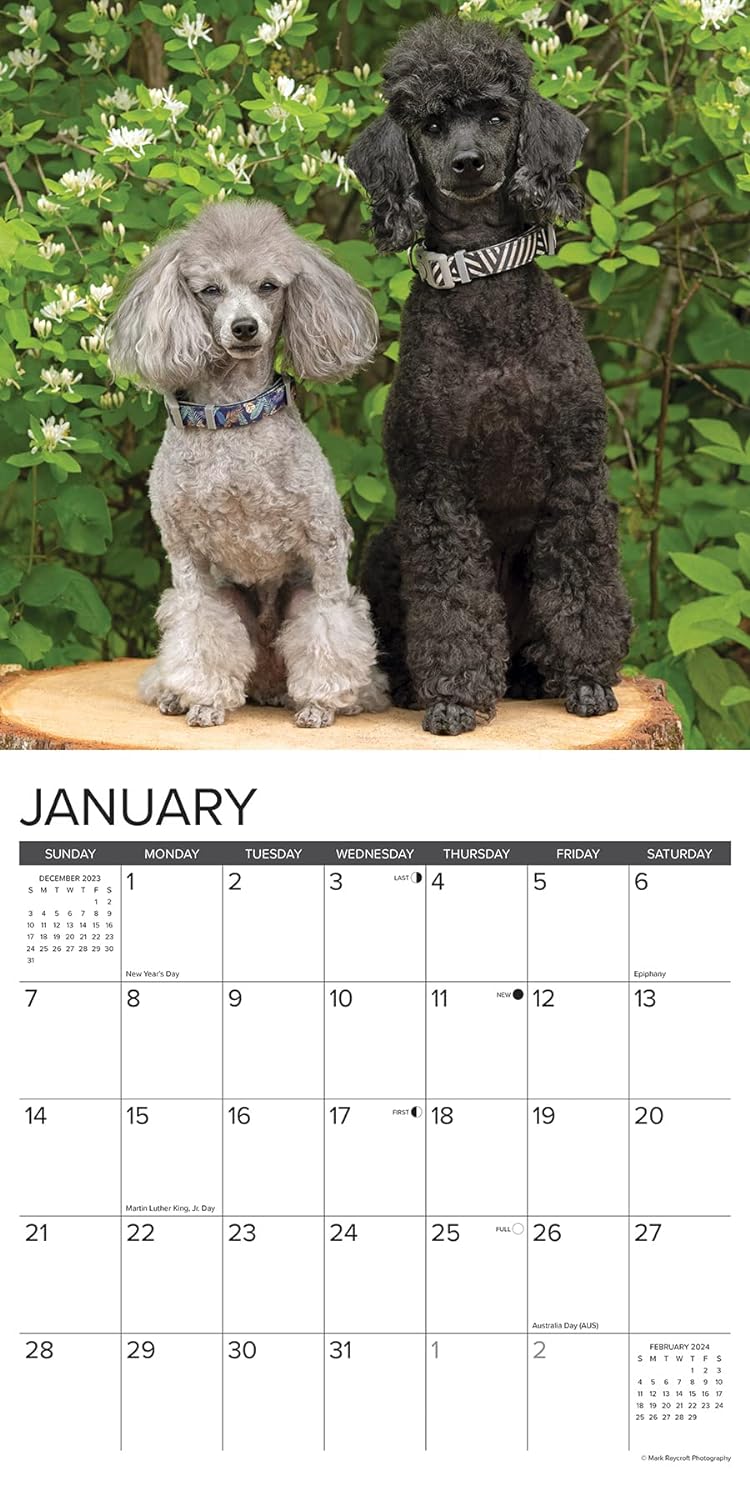 Just Toy & Miniature Poodles 2024 12 X 12 Wall Calendar