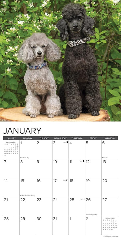 Just Toy & Miniature Poodles 2024 12 X 12 Wall Calendar