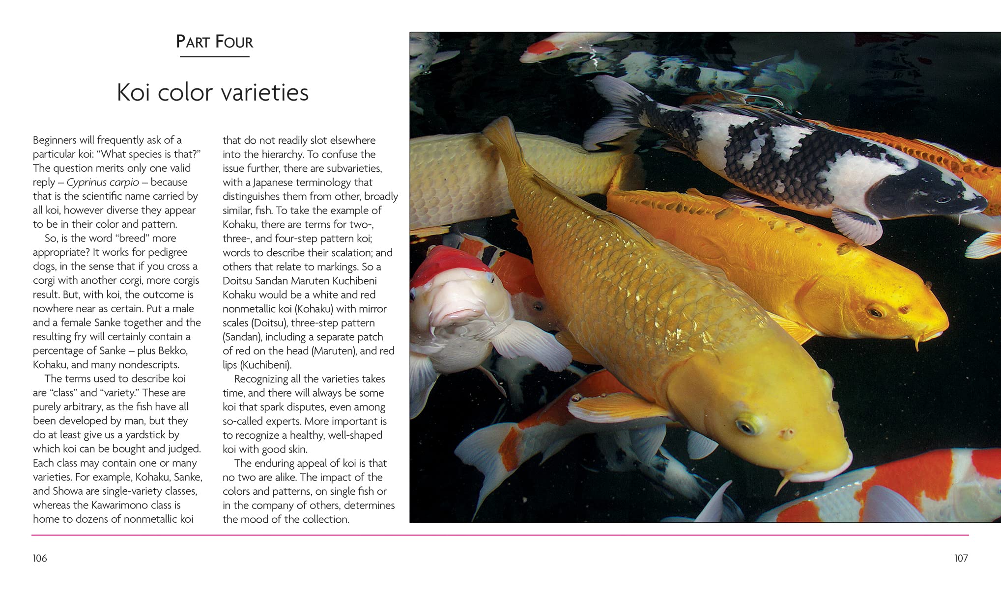 Mini Encyclopedia Keeping Koi