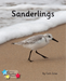 Sanderlings