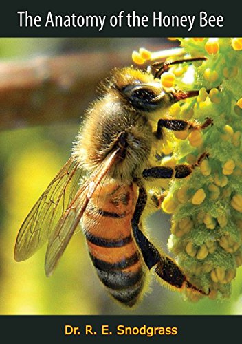 The Anatomy of the Honey Bee